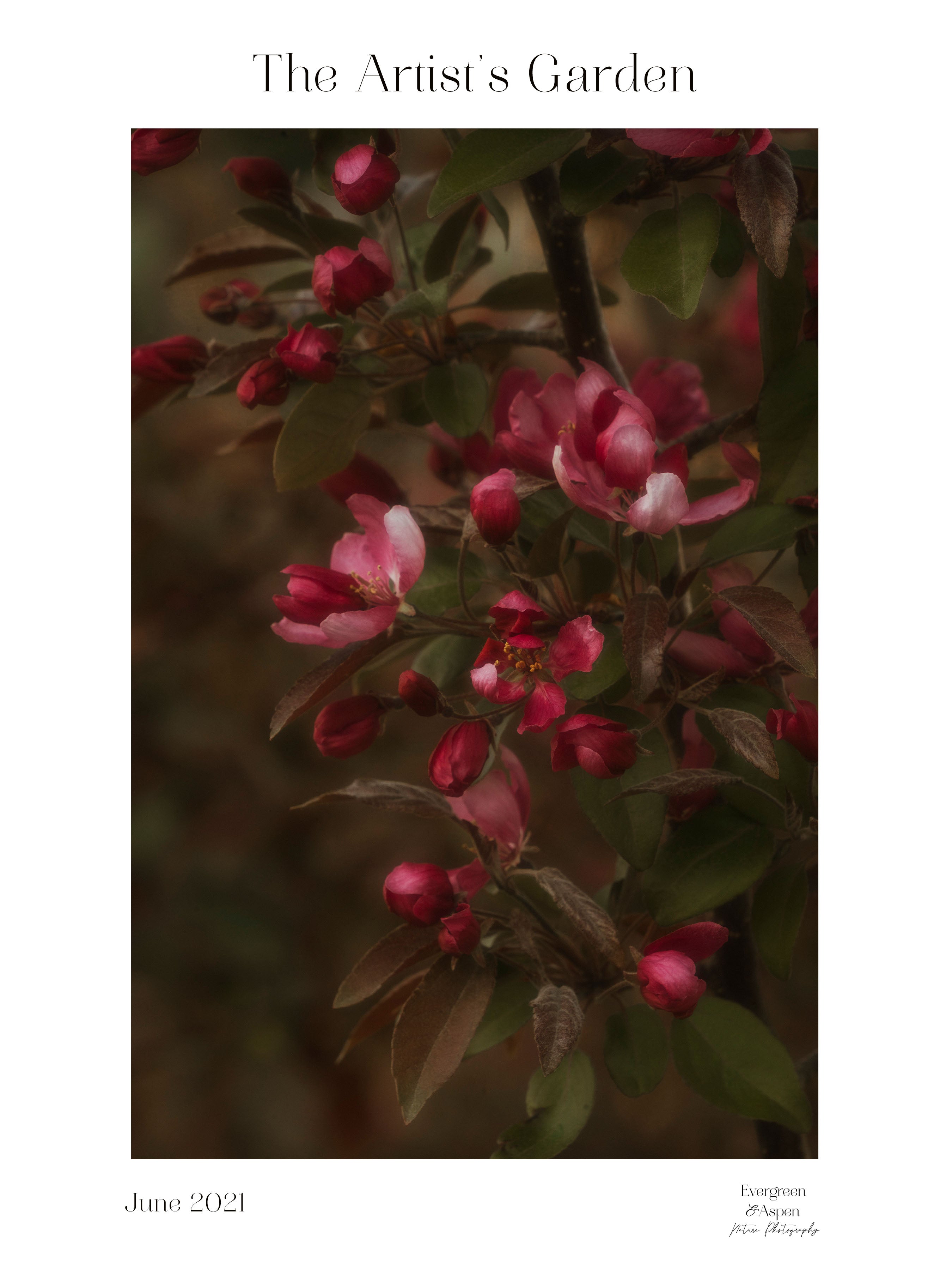 Red Flowers Museum Quality Poster – Evergreen and Aspen Nature