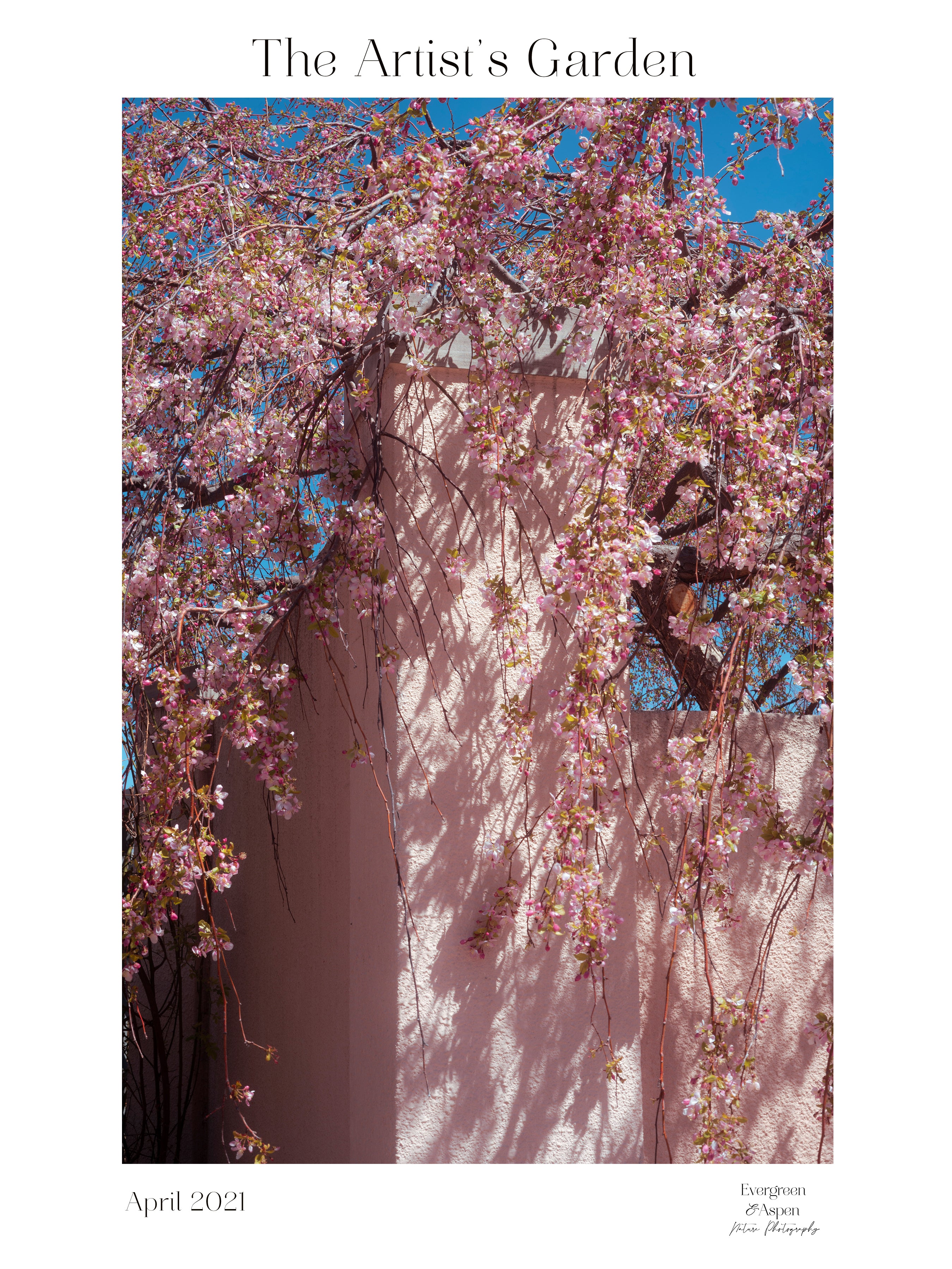 Yellow Daffodils Museum Quality Poster – Evergreen and Aspen