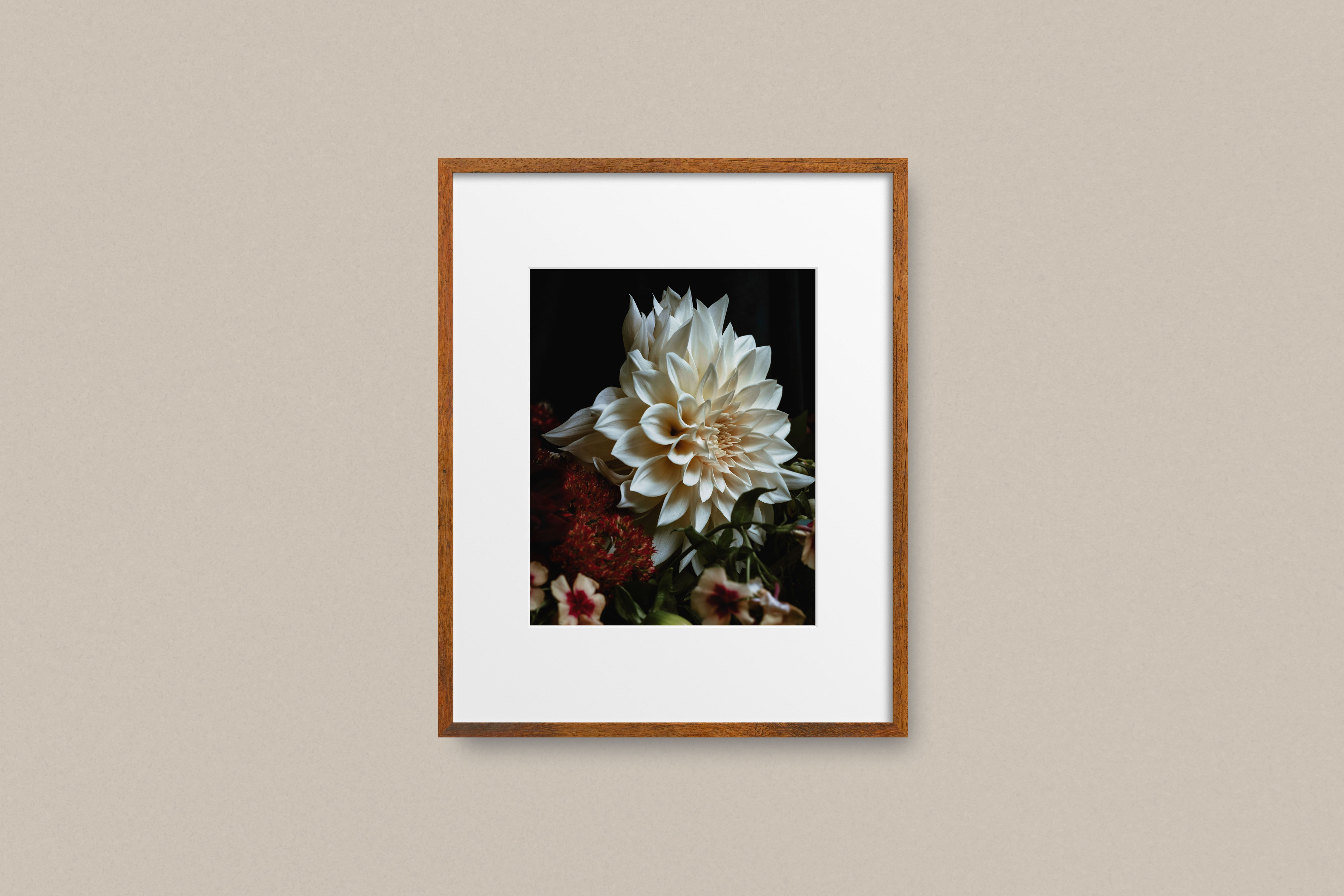Amazon.com: Flower Photography, The Dahlia Project - 24
